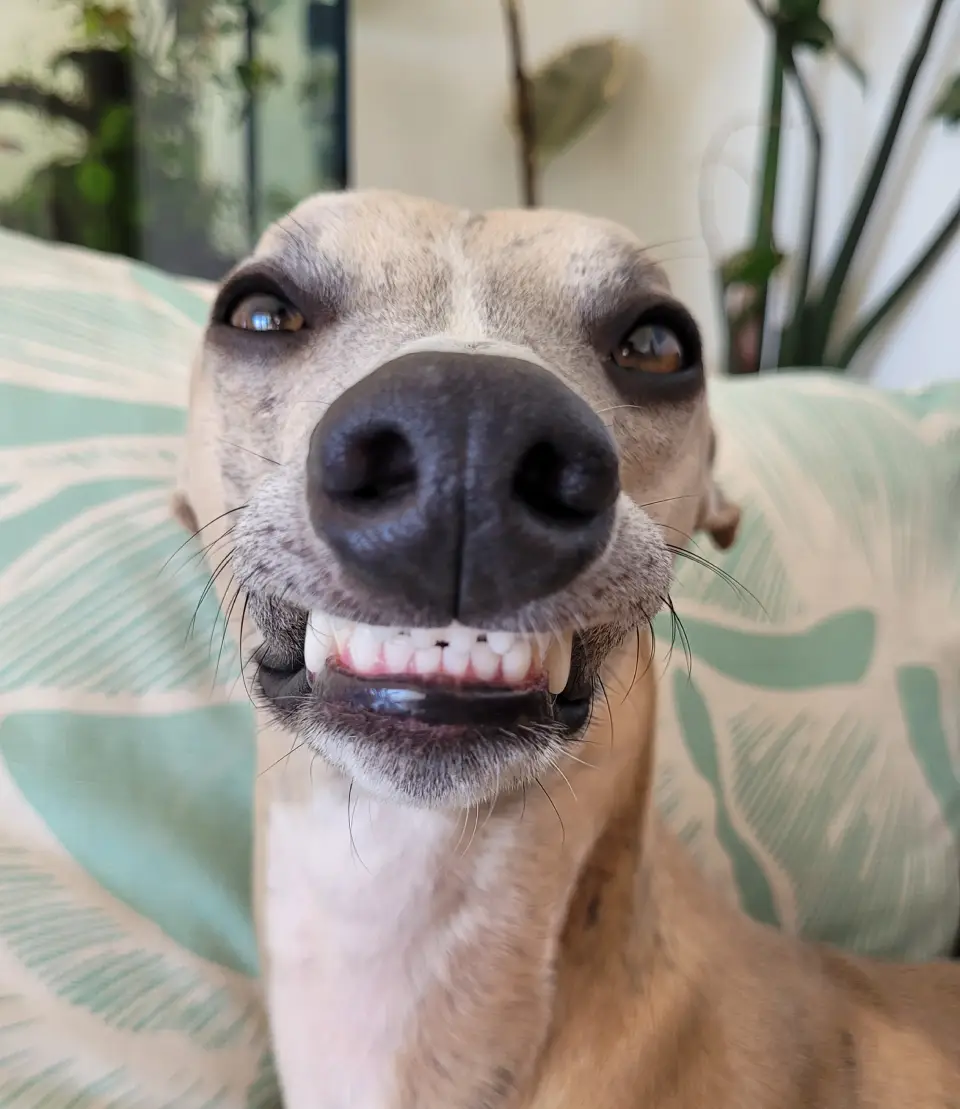 Finneas - The Snoot Web Design Mascot